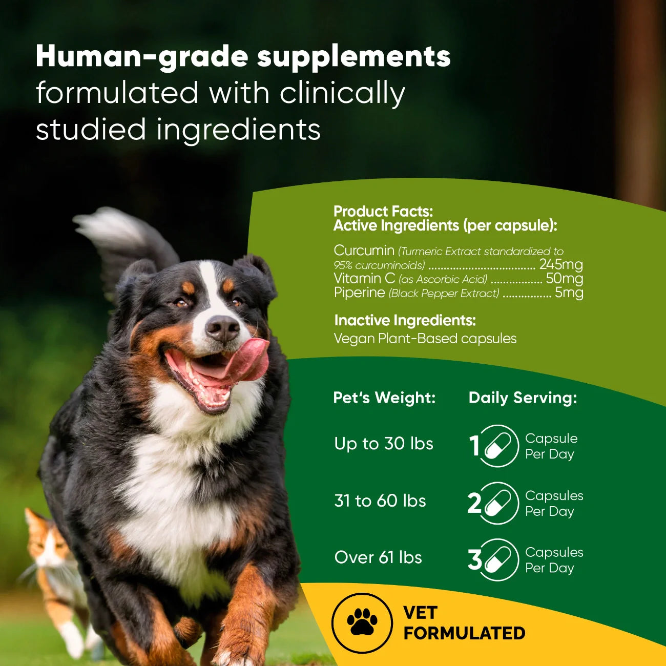Turmeric Supplement for Dogs