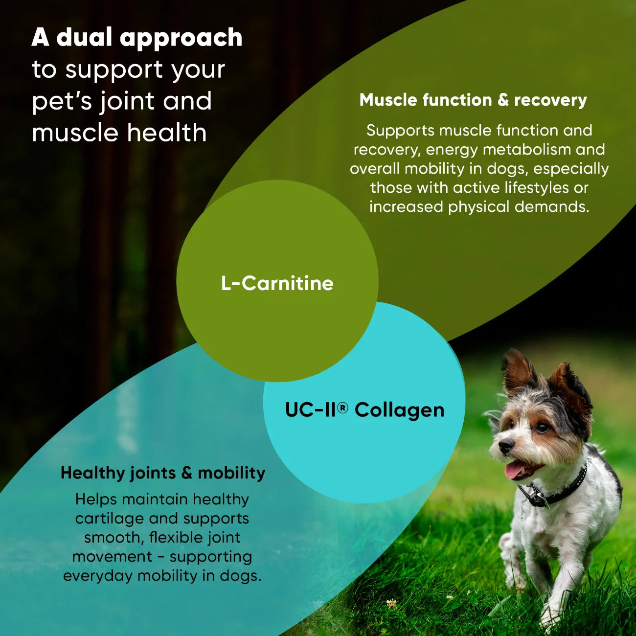 Joint & Muscle Health Supplement for Dogs
