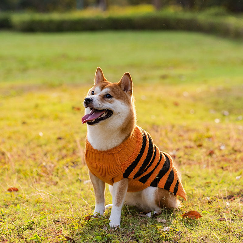 Halloween Costume Sweater for Dogs