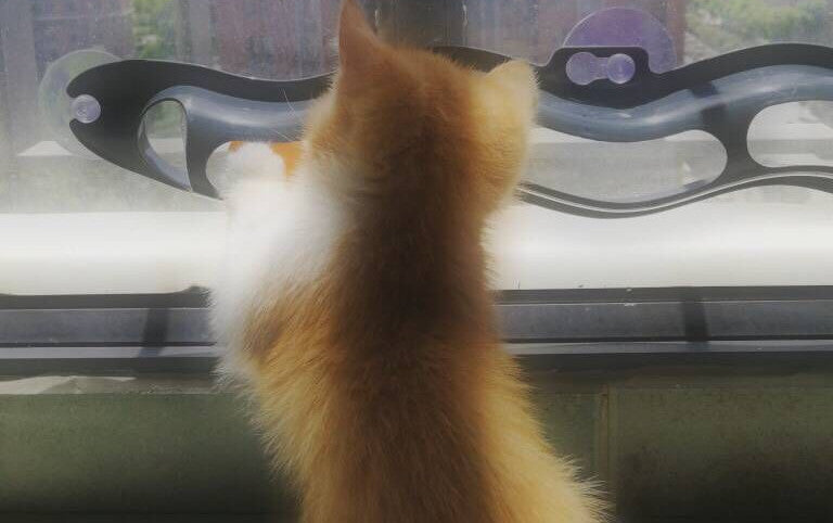 Windowsill Suction Cat Track Ball Toy