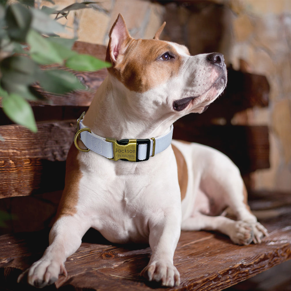 LED Glow Night Safety Dog Collar