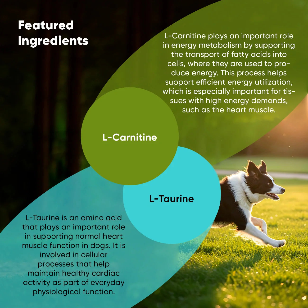 Cardio Support Supplement for Dogs