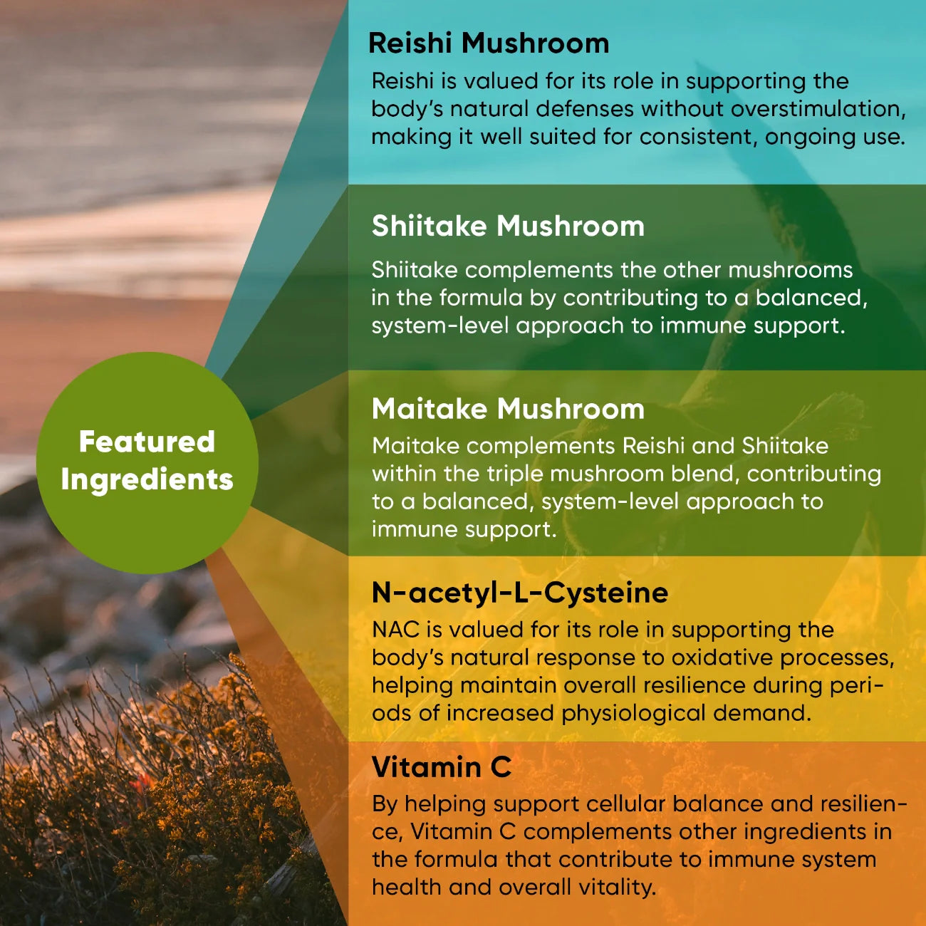 Mushroom Immune Support Supplement for Dogs