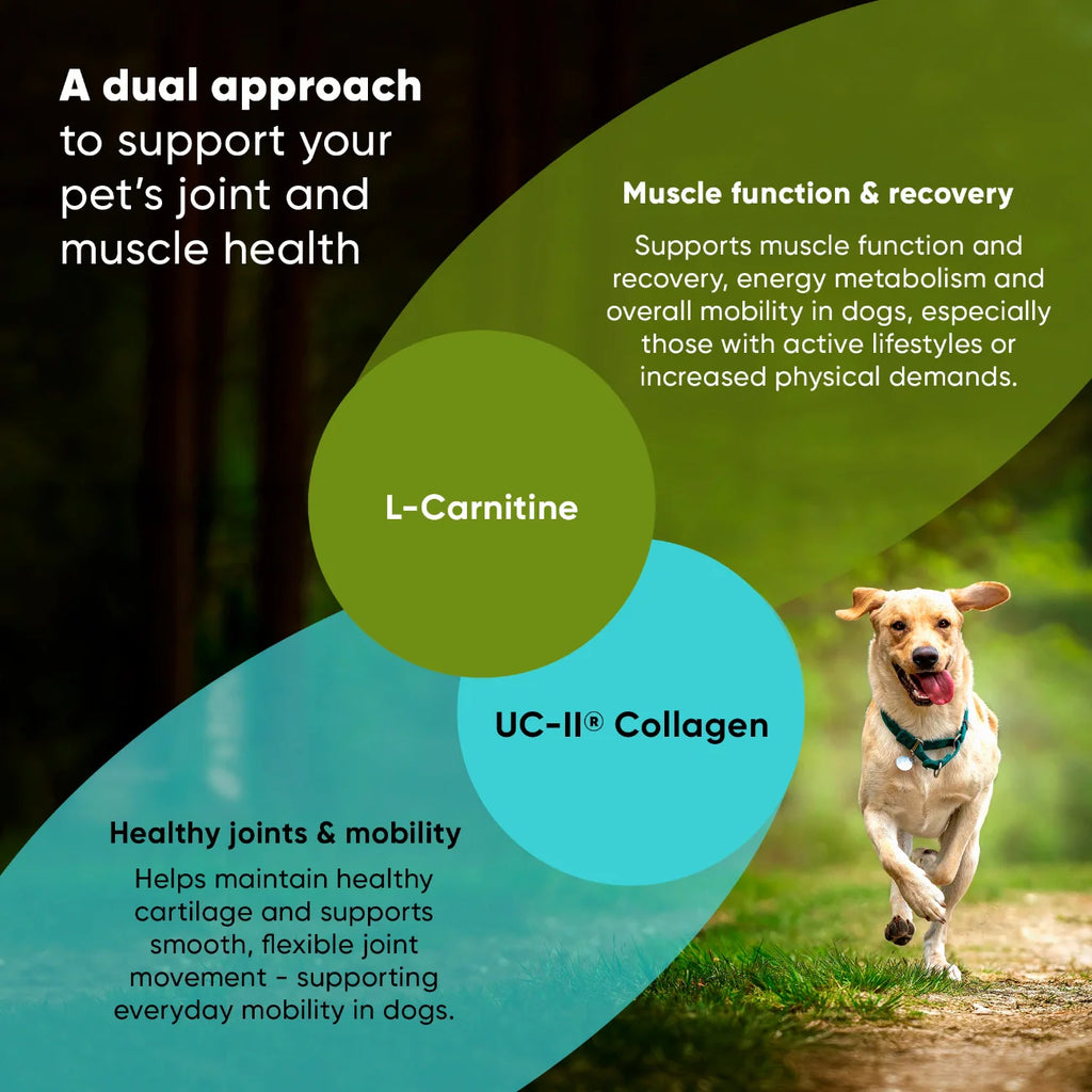 Joint & Muscle Health Supplement for Medium & Large Dogs