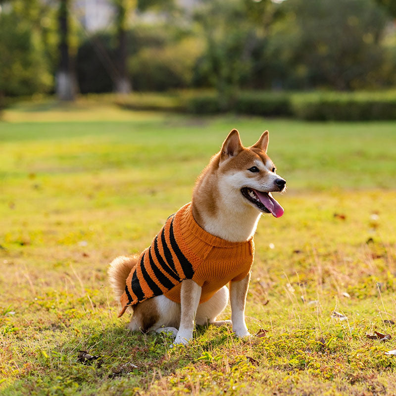 Halloween Costume Sweater for Dogs