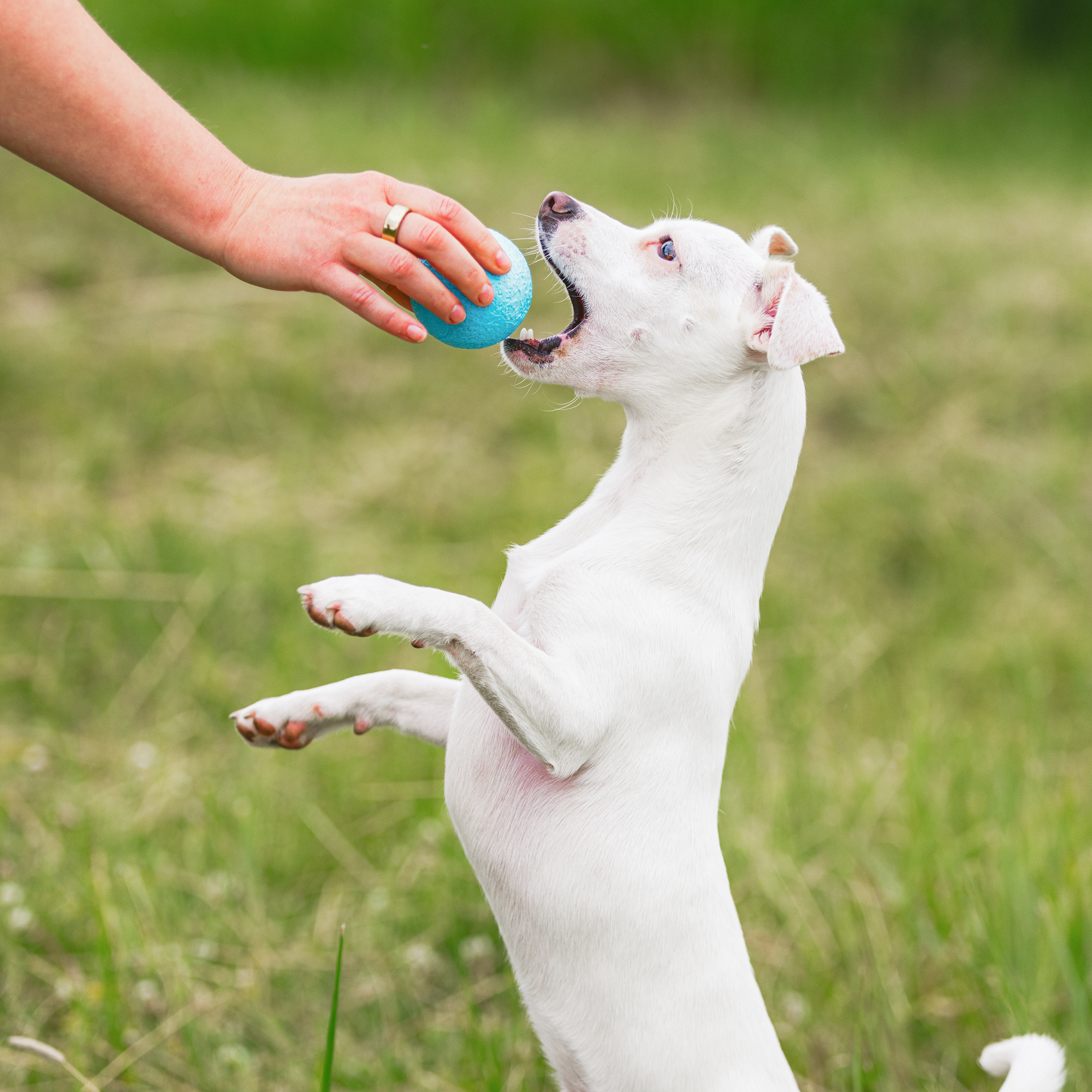 Boundr Fetch Ball Dog Toy