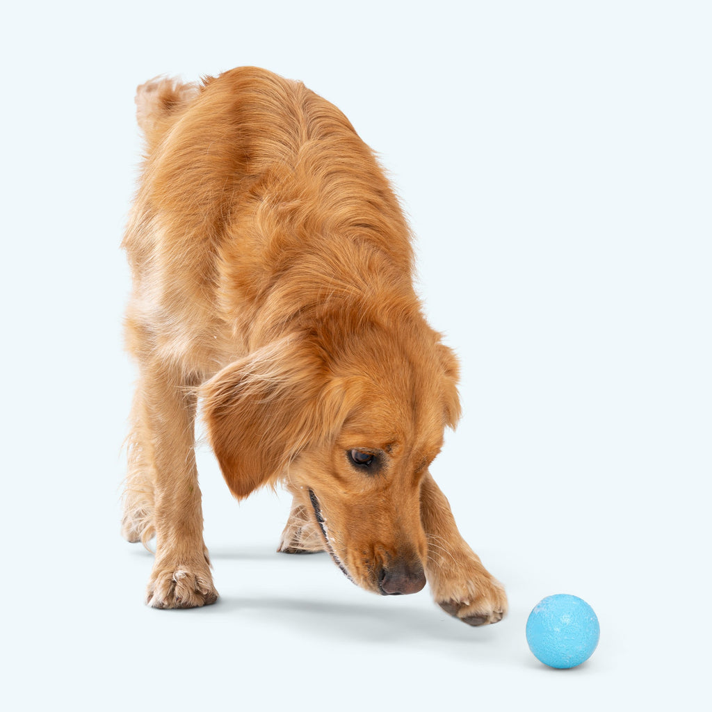 Boundr Fetch Ball Dog Toy