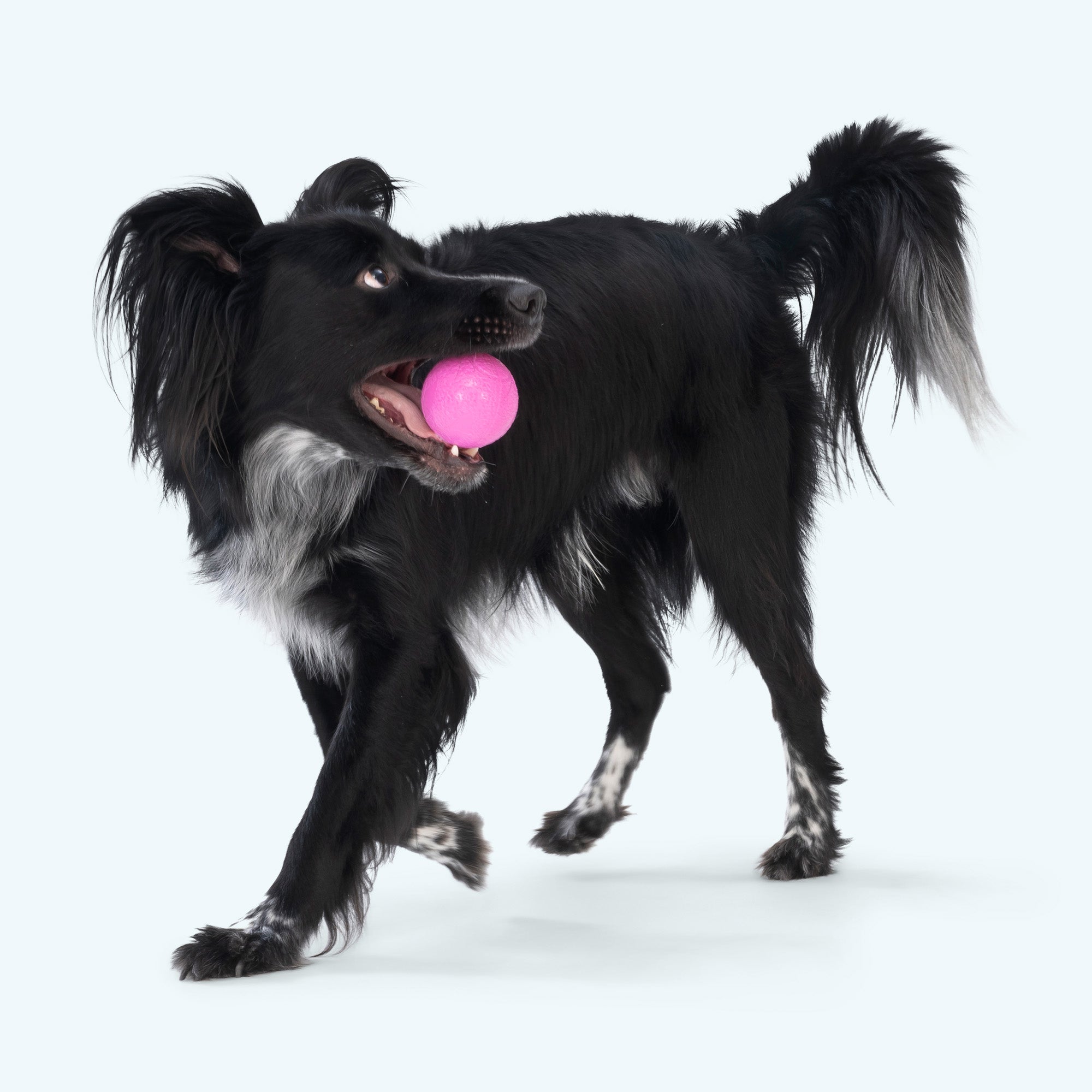 Boundr Fetch Ball Dog Toy