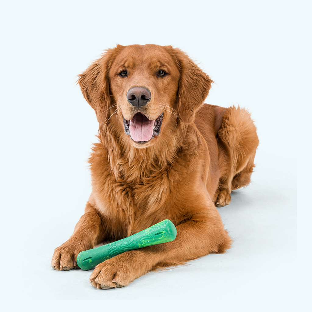 Drifty Fetch Dog Toy