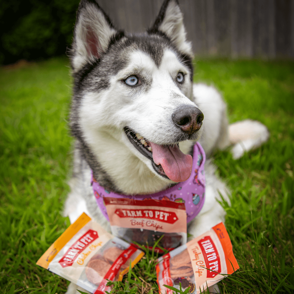 Dog Treat Sampler Snack Pack