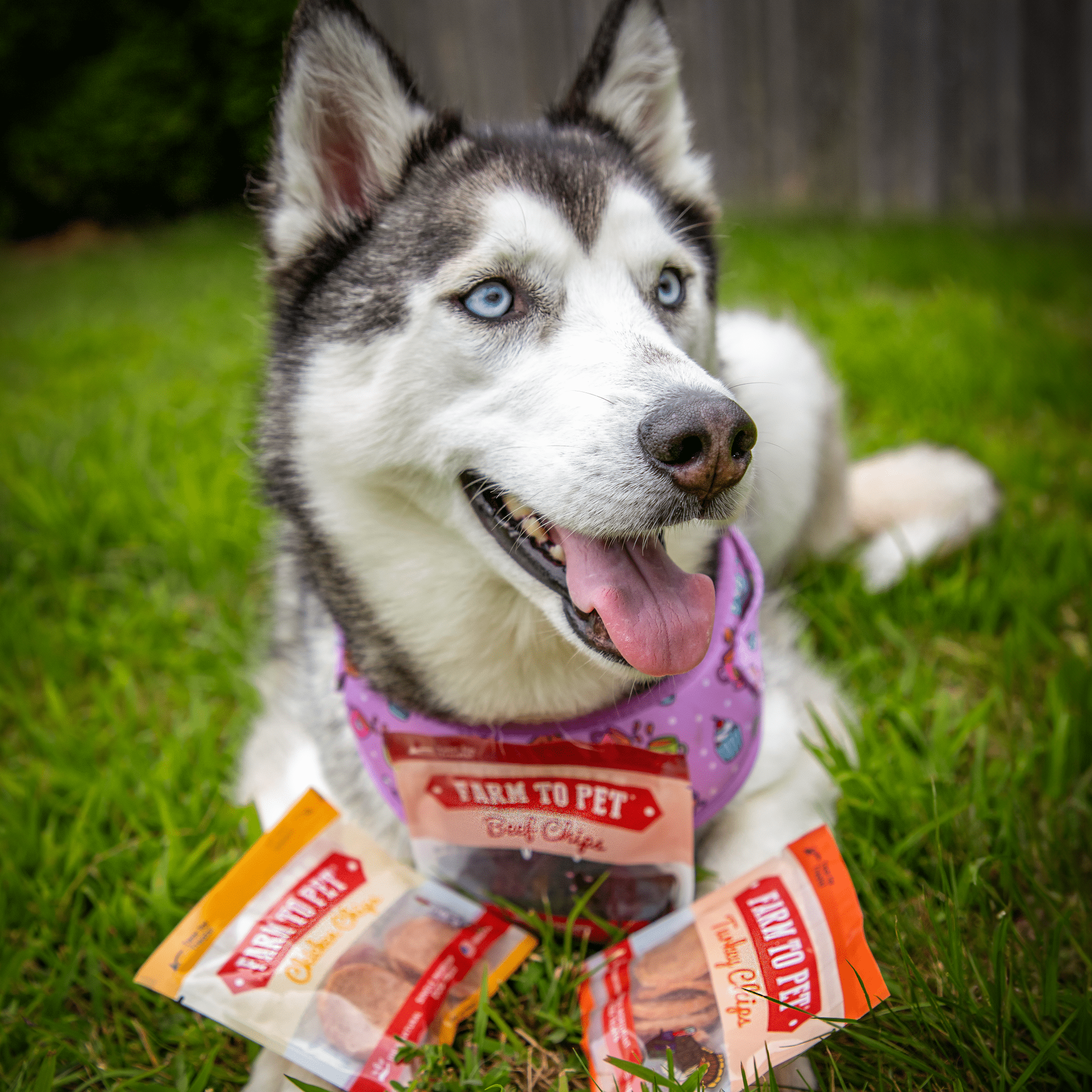Dog Treat Sampler Snack Pack