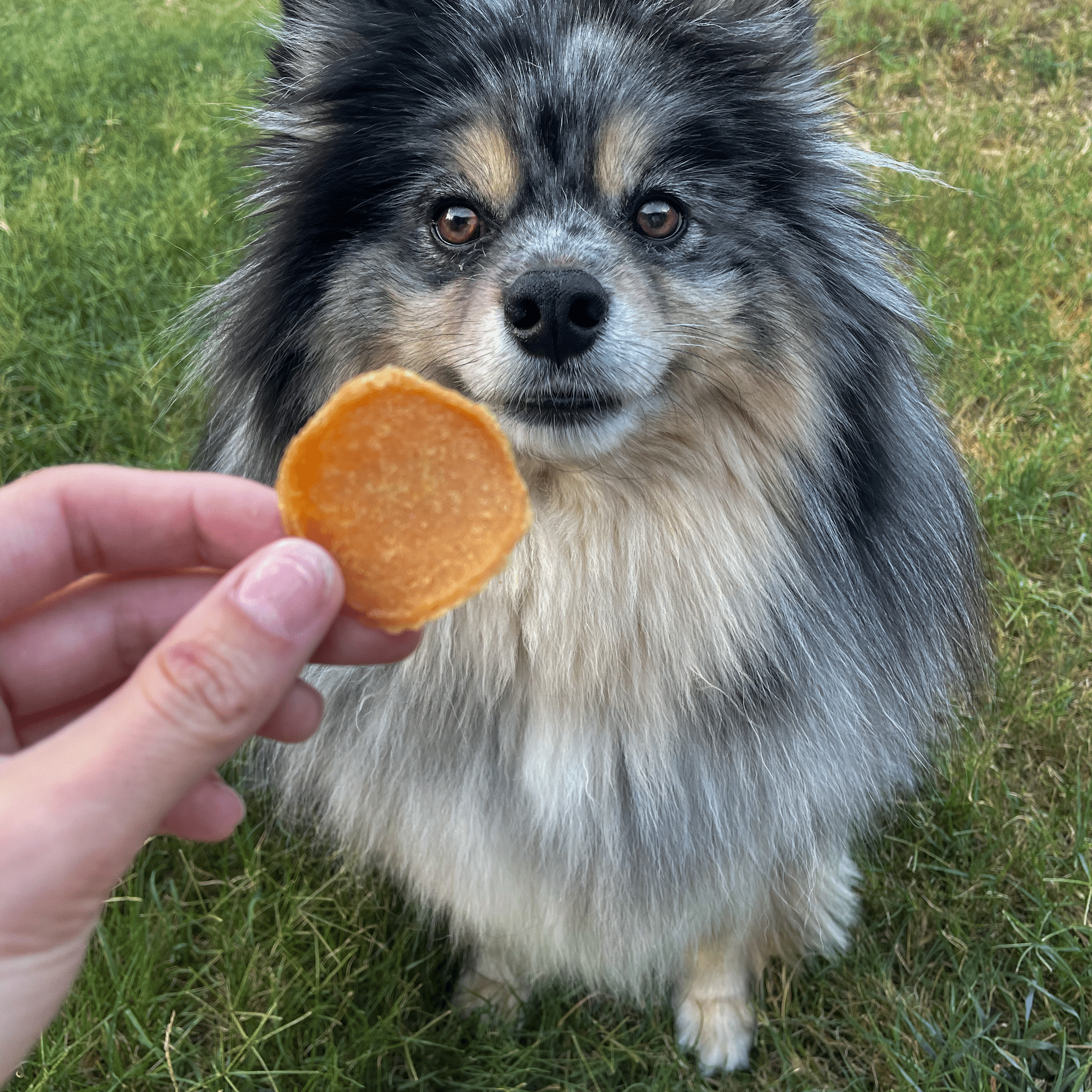 Chicago Chicken Chips