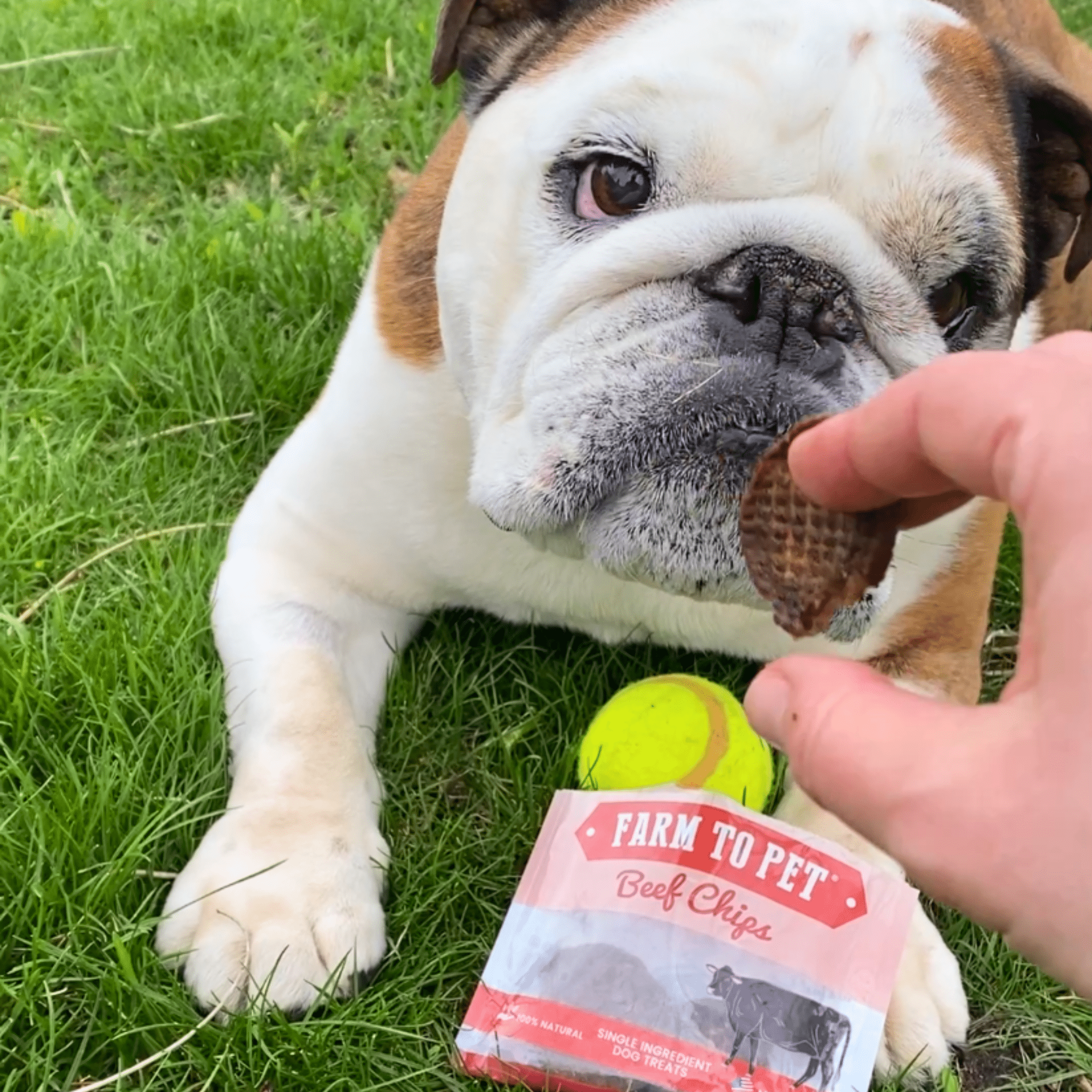 Beef Chips Snack Pack