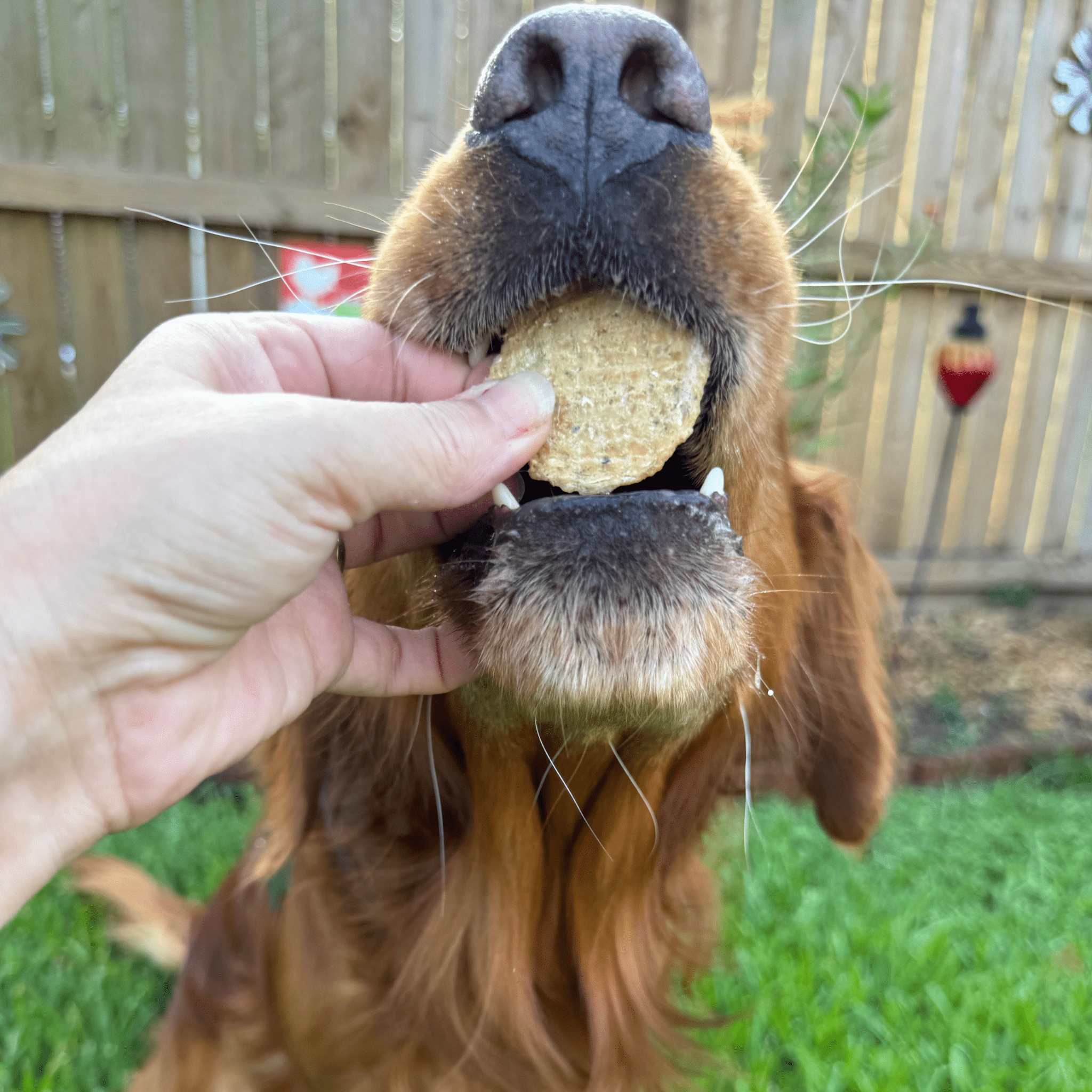 Fish Chips Snack Pack