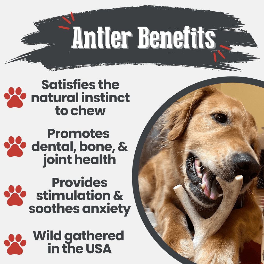 Deer Antler Dog Chews