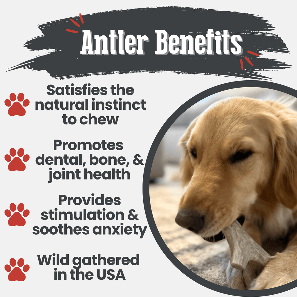 Deer Antler Dog Chews