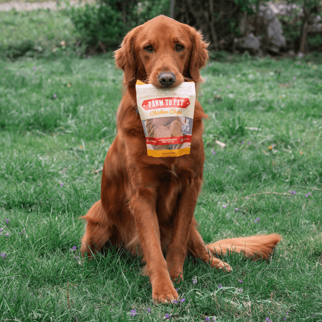Chicken Chips Dog Treats