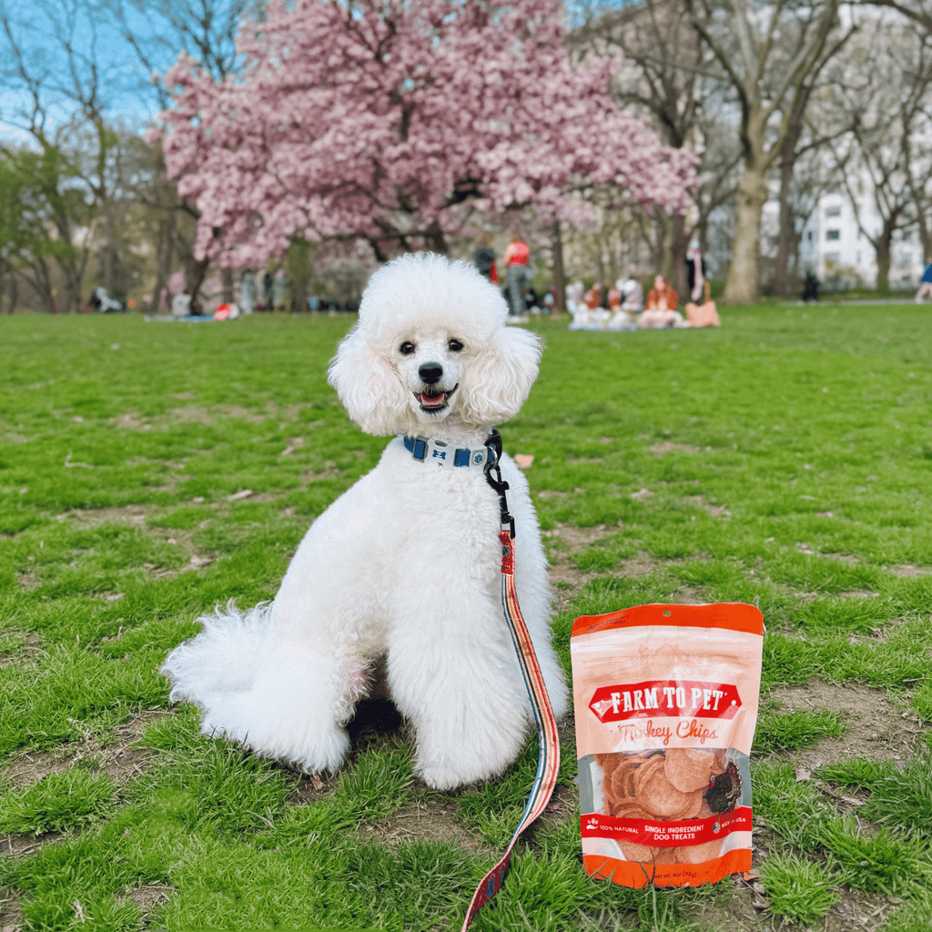 Turkey Chips Dog Treats