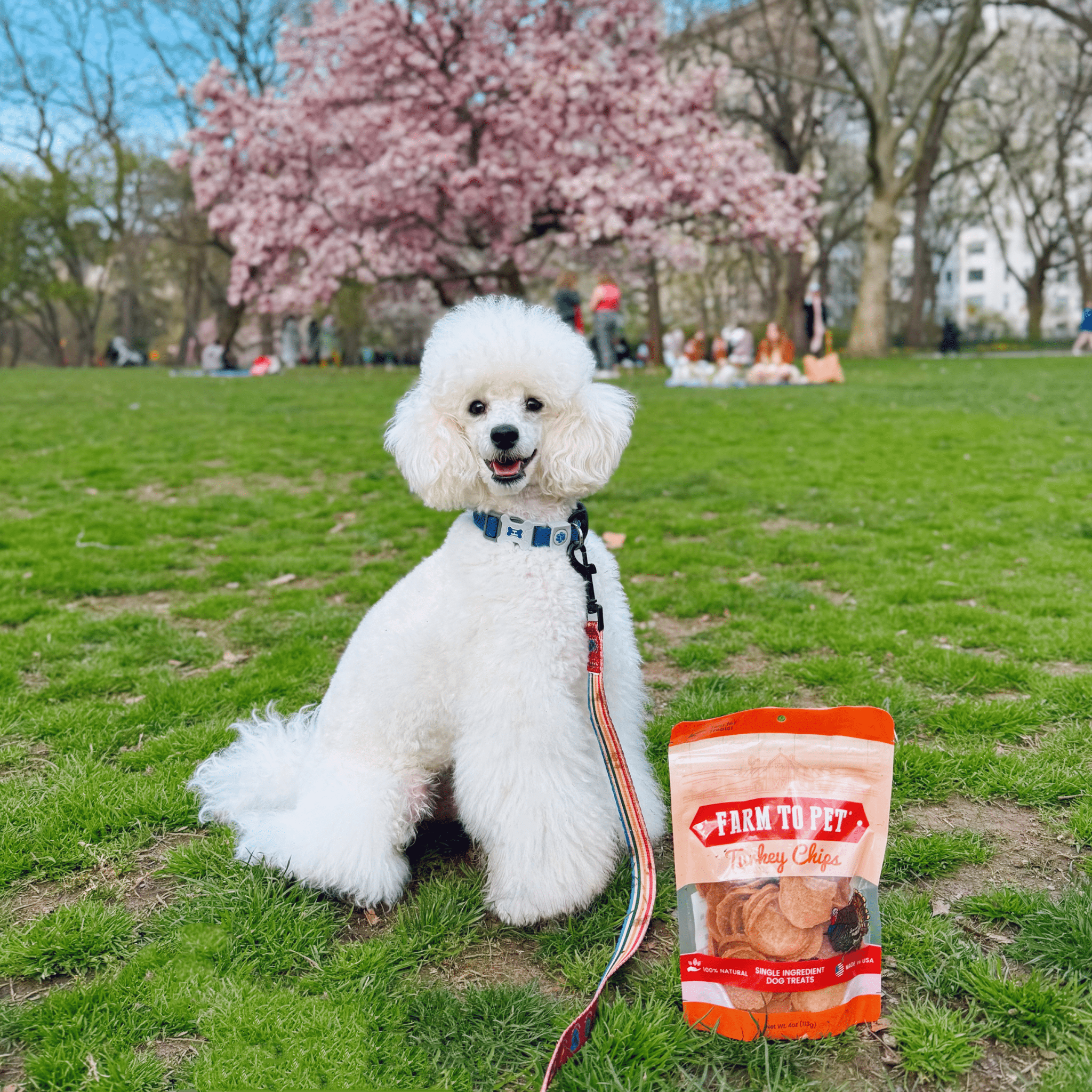 Turkey Chips Dog Treats