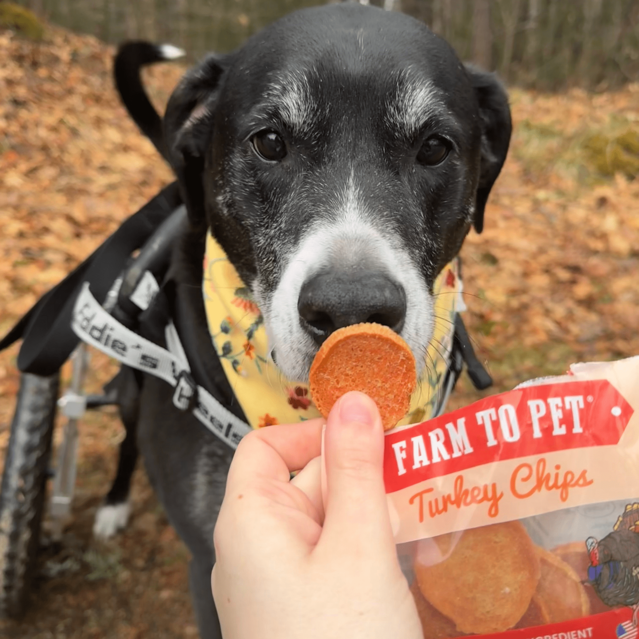 Turkey Chips Snack Pack