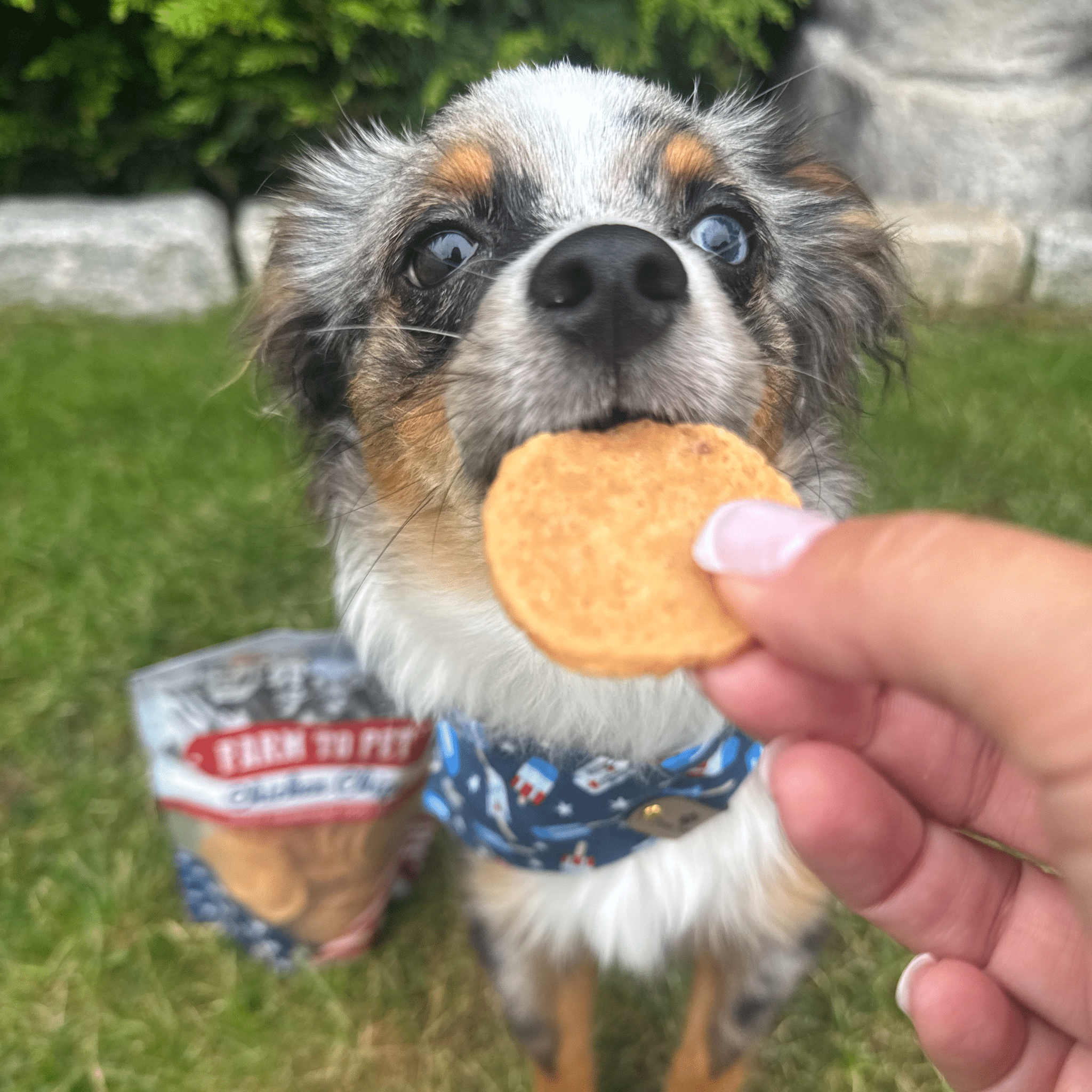 Americana Chicken Chips