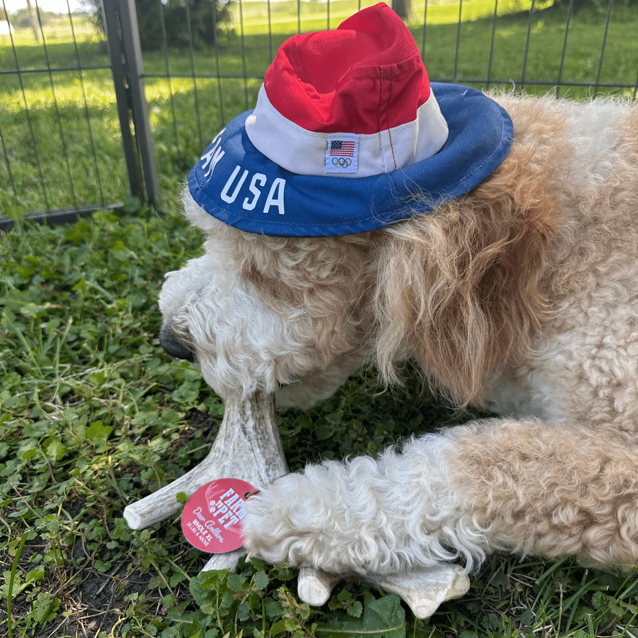 Deer Antler Dog Chews
