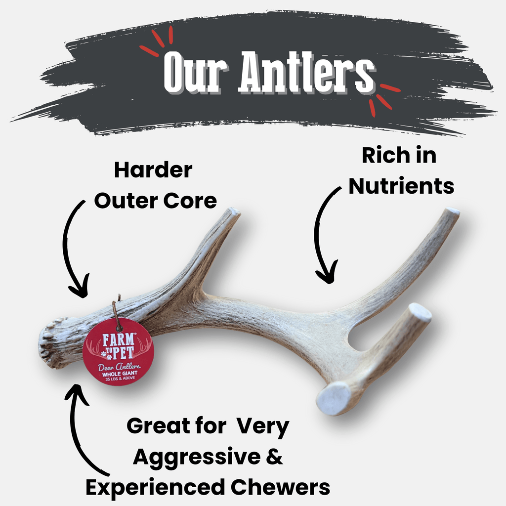 Deer Antler Dog Chews