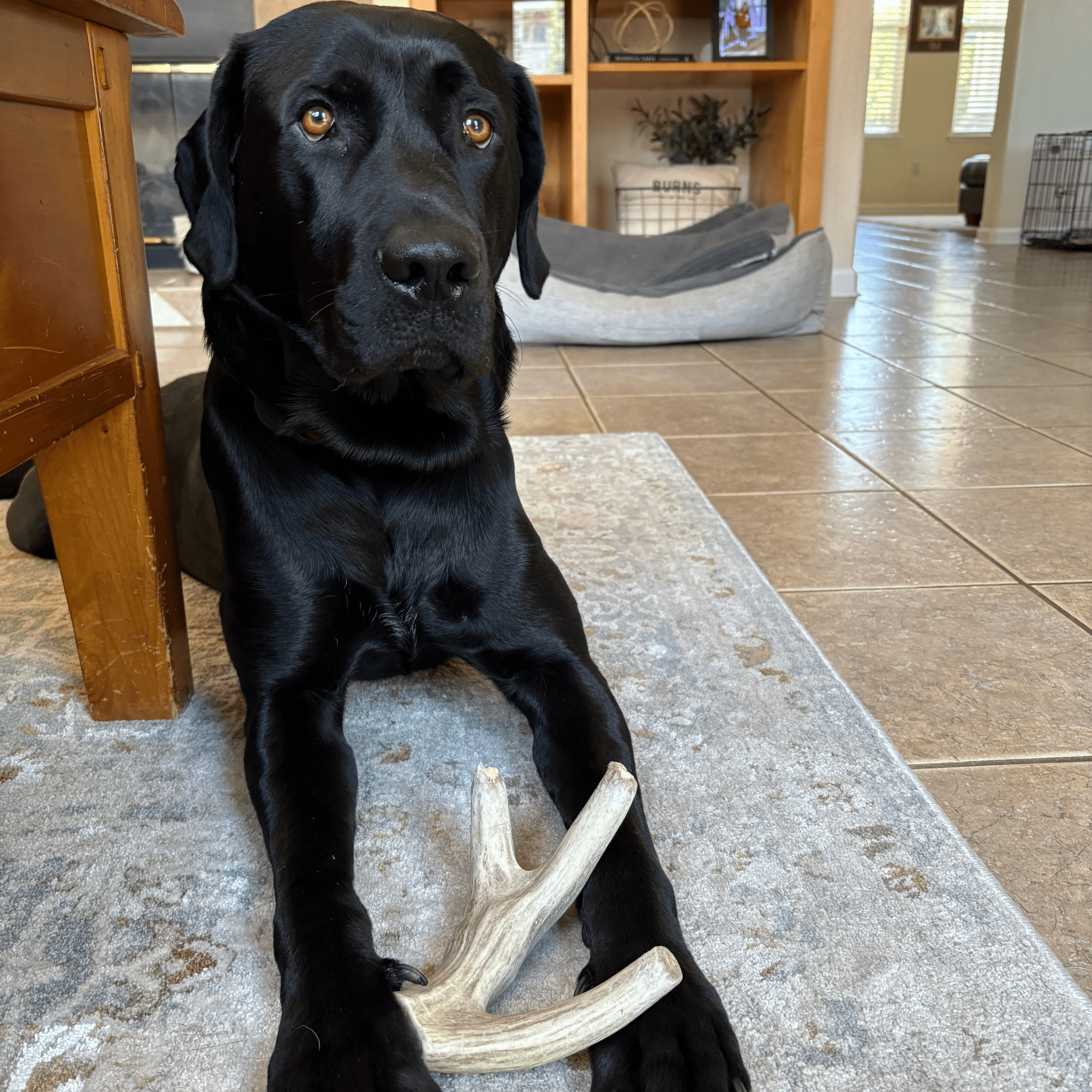 Deer Antler Dog Chews