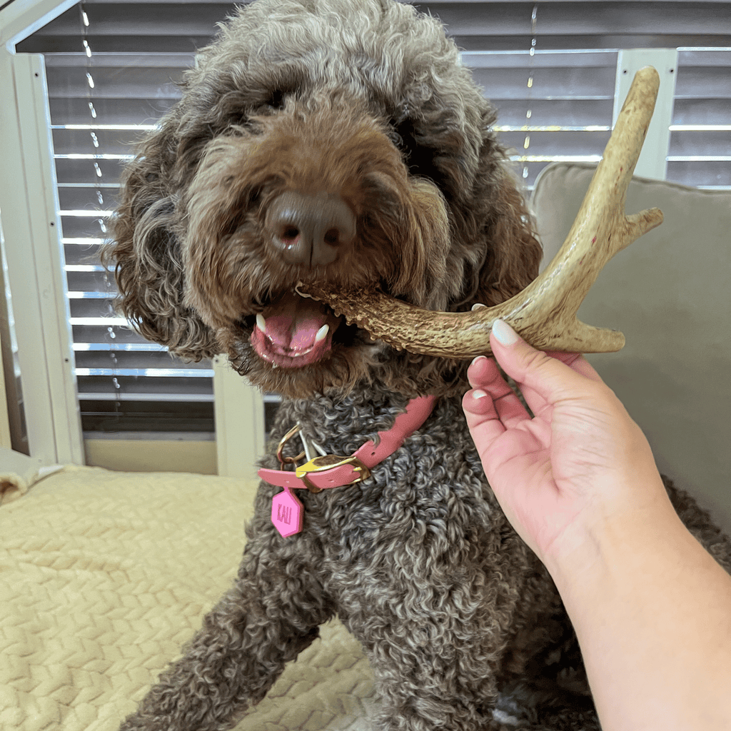 Deer Antler Dog Chews