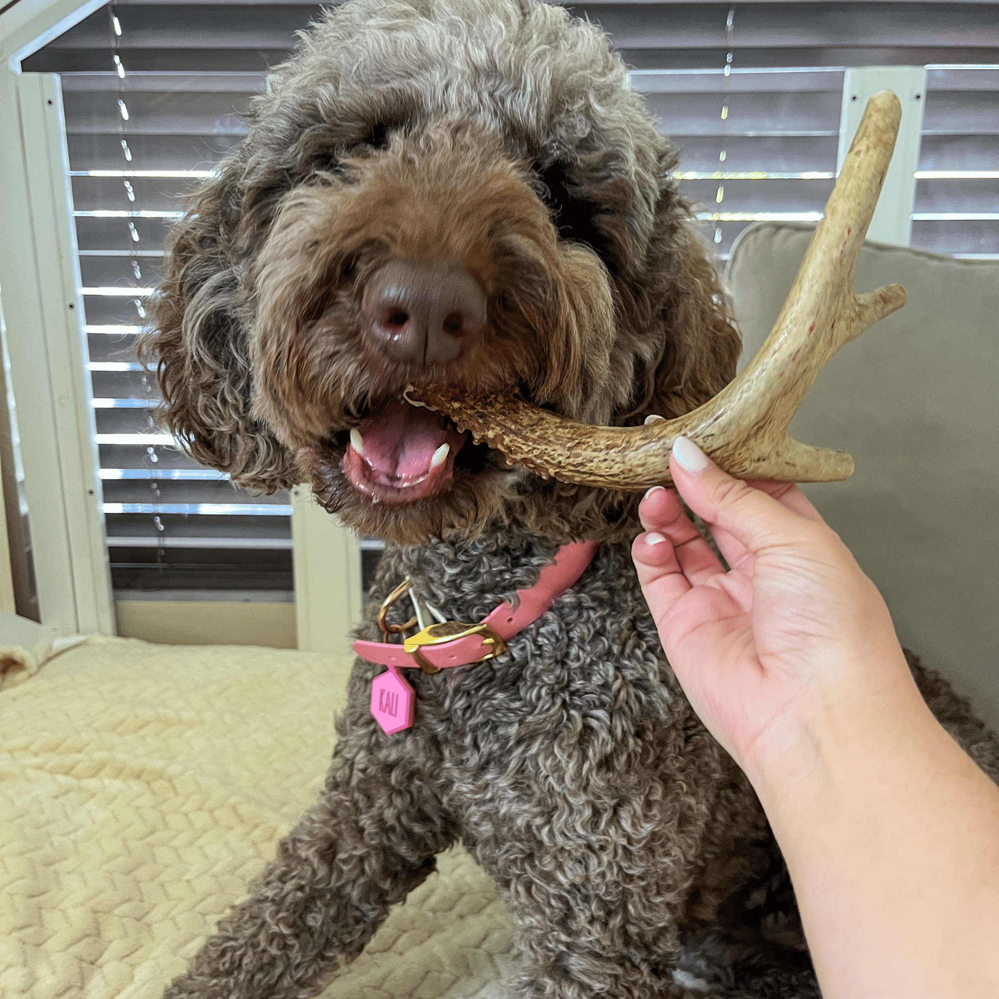 Deer Antler Dog Chews