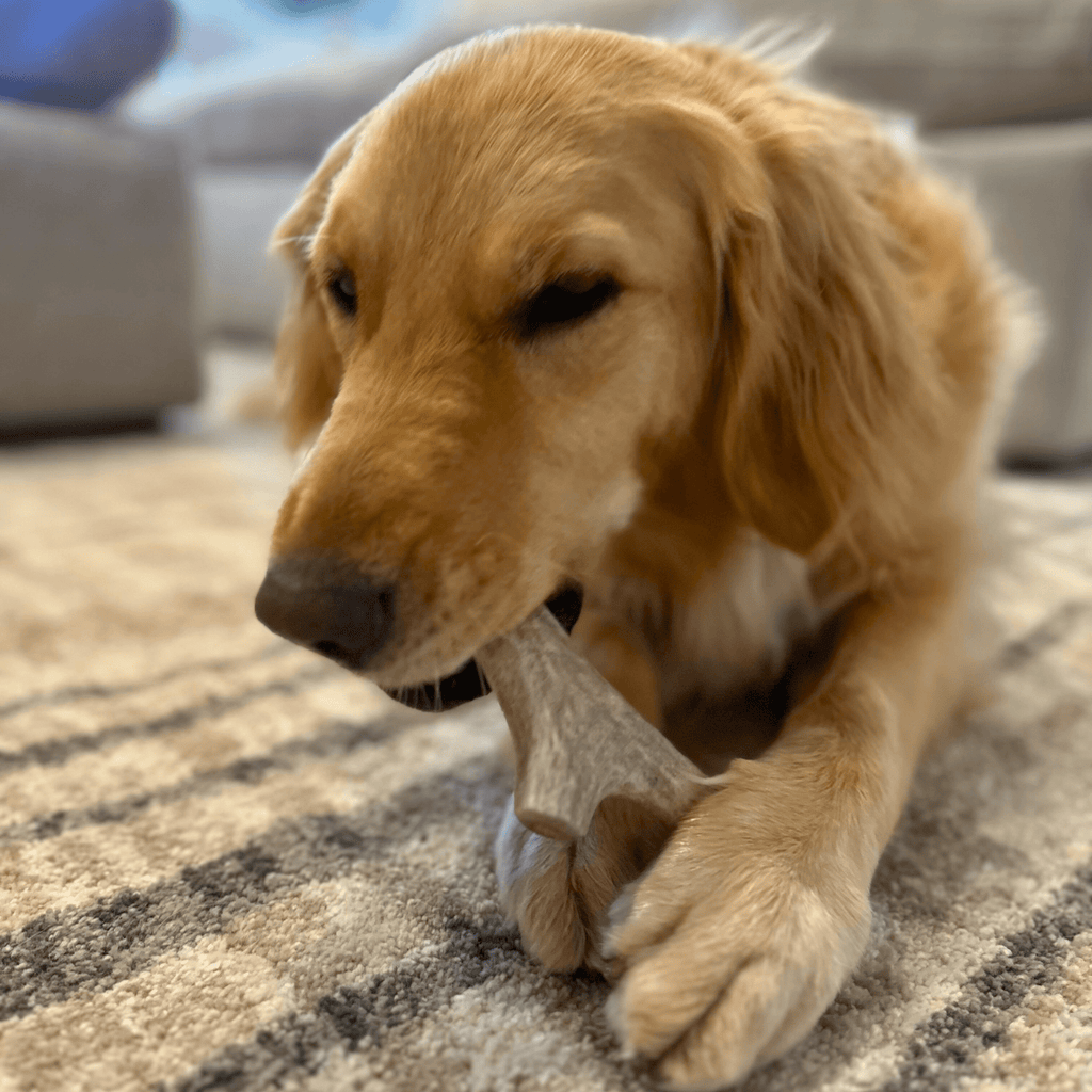 Deer Antler Dog Chews