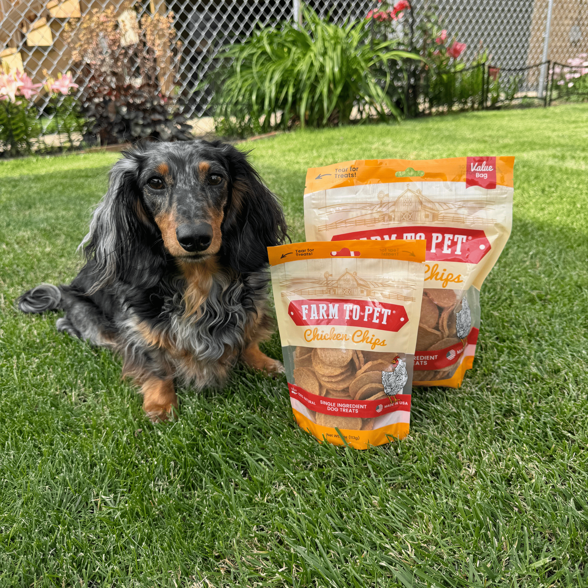 Chicken Chips Dog Treats
