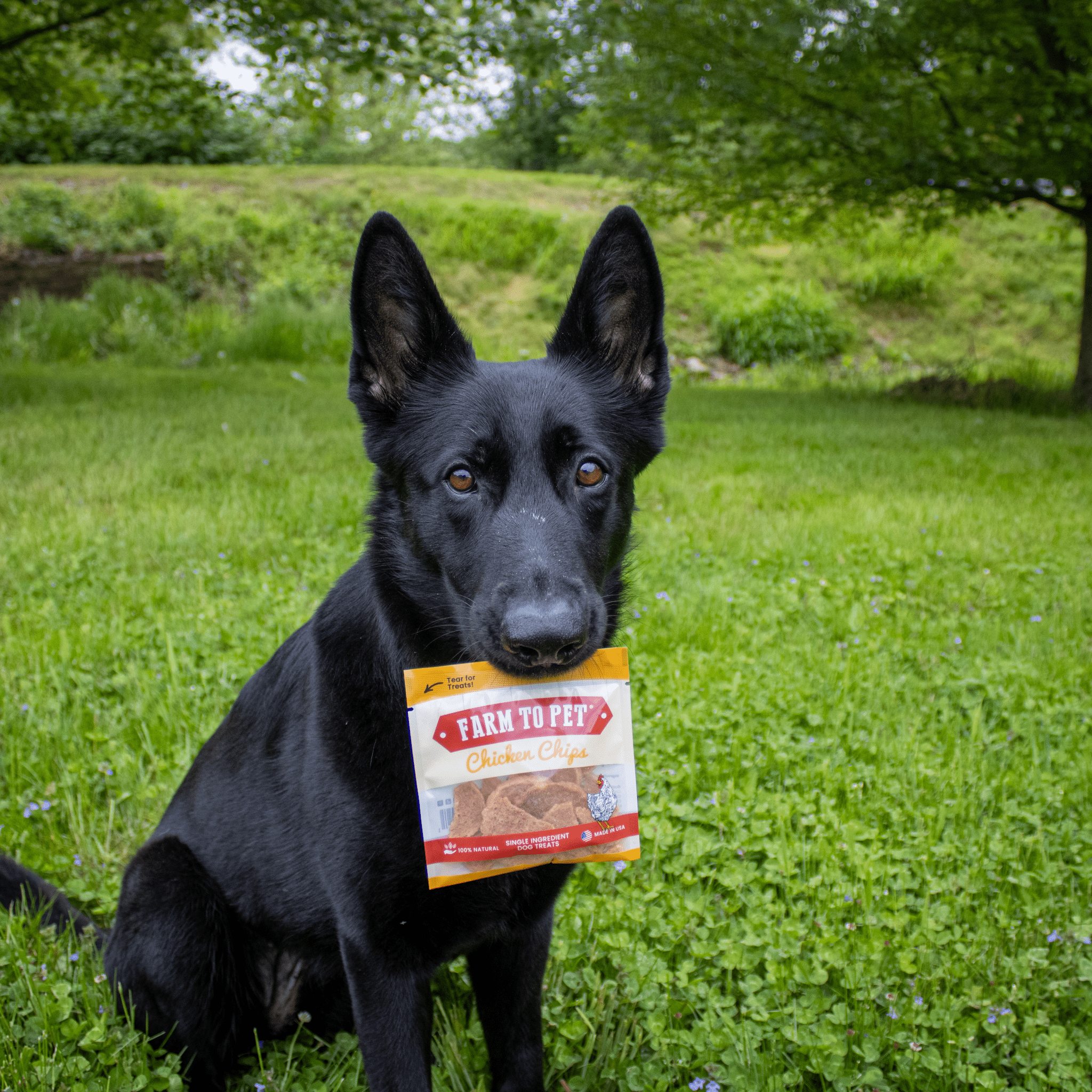 Chicken Chips Snack Pack