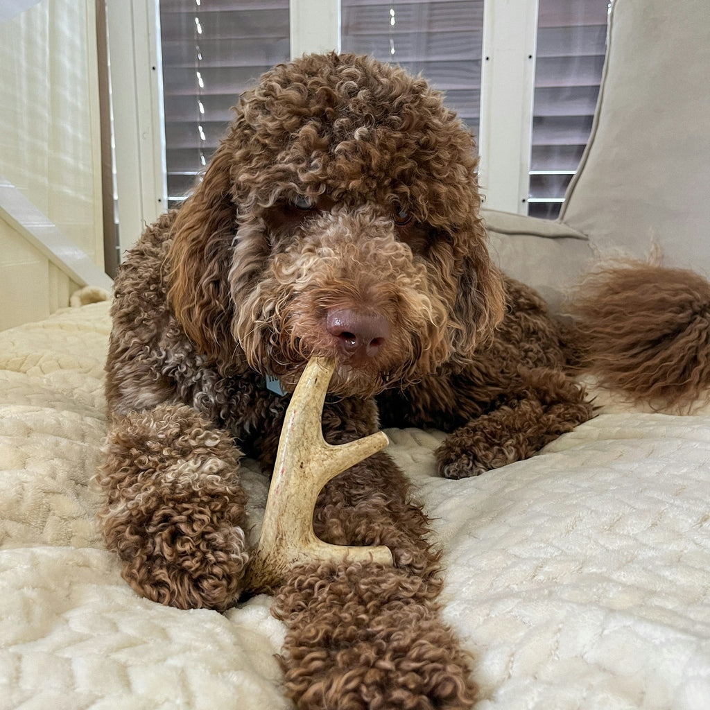Deer Antler Dog Chews