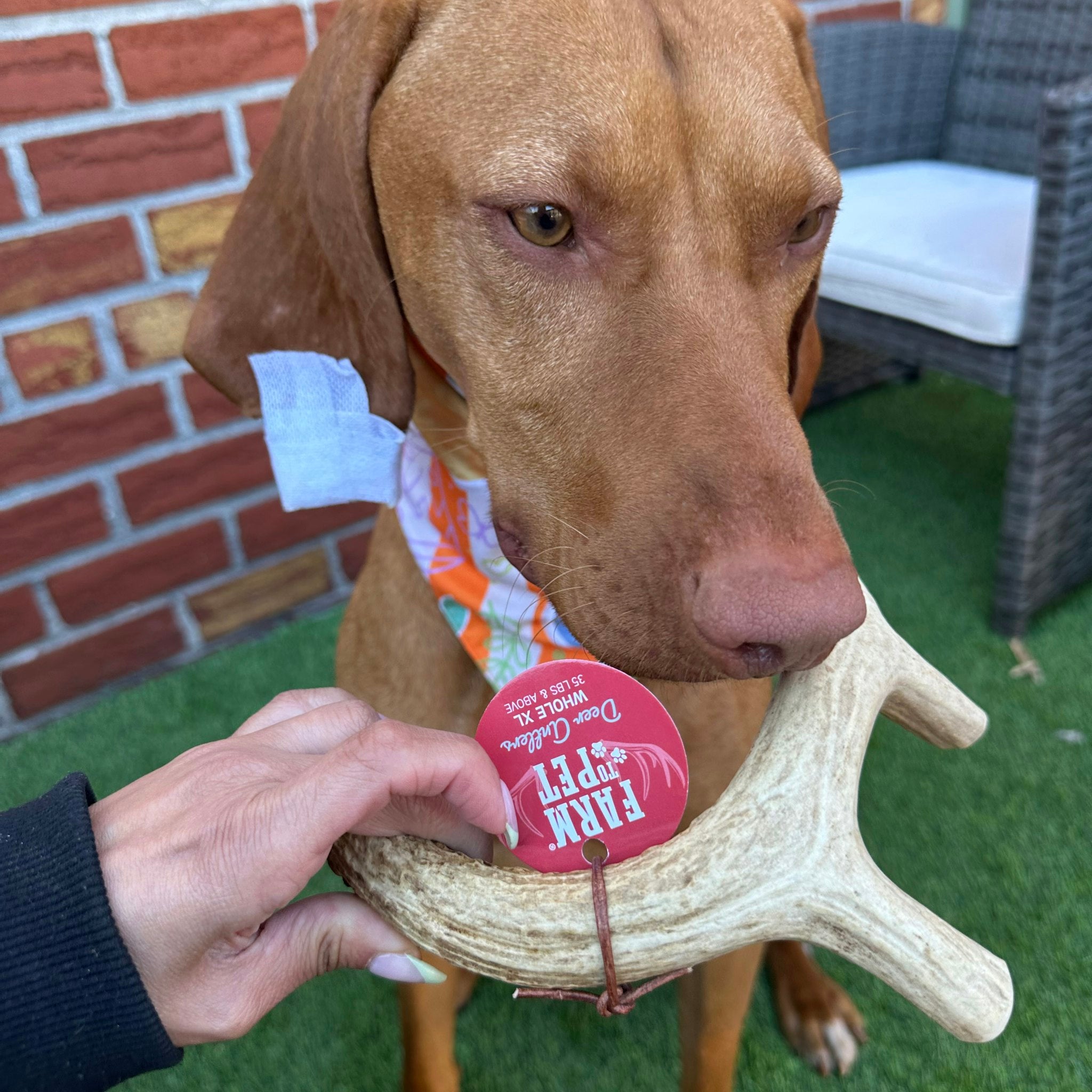 Deer Antler Dog Chews