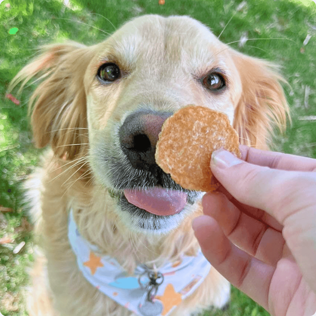 Chicken Chips Dog Treats
