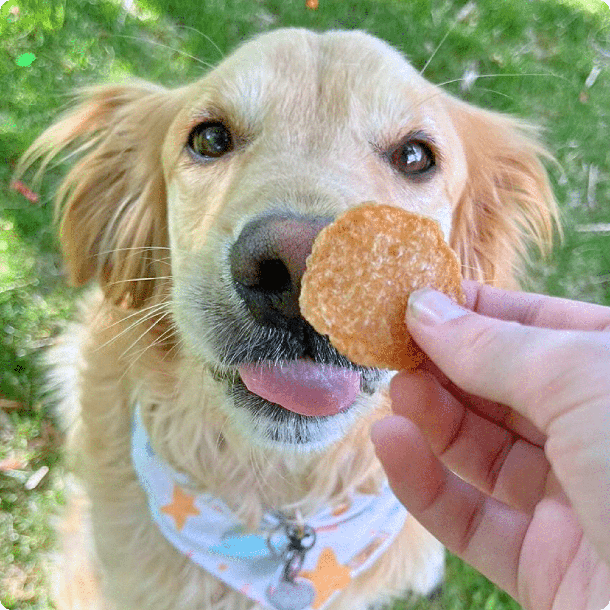 Chicken Chips Dog Treats