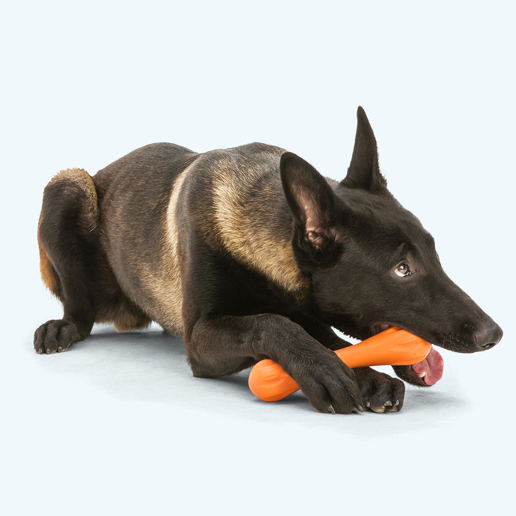 Hurley Fetch Dog Toy