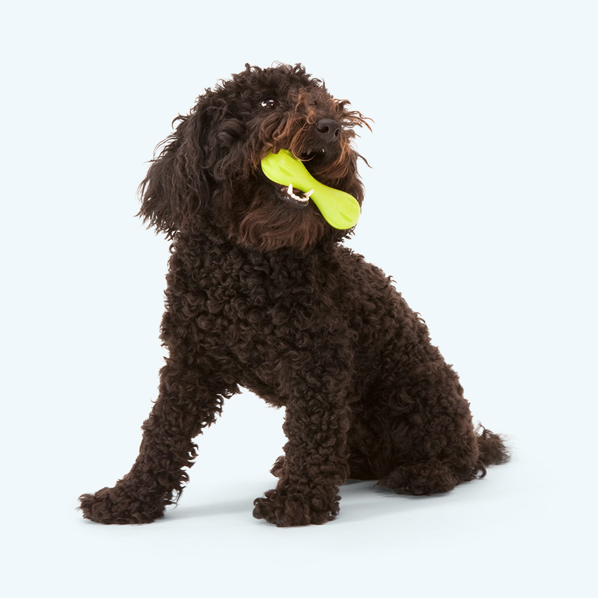 Hurley Fetch Dog Toy
