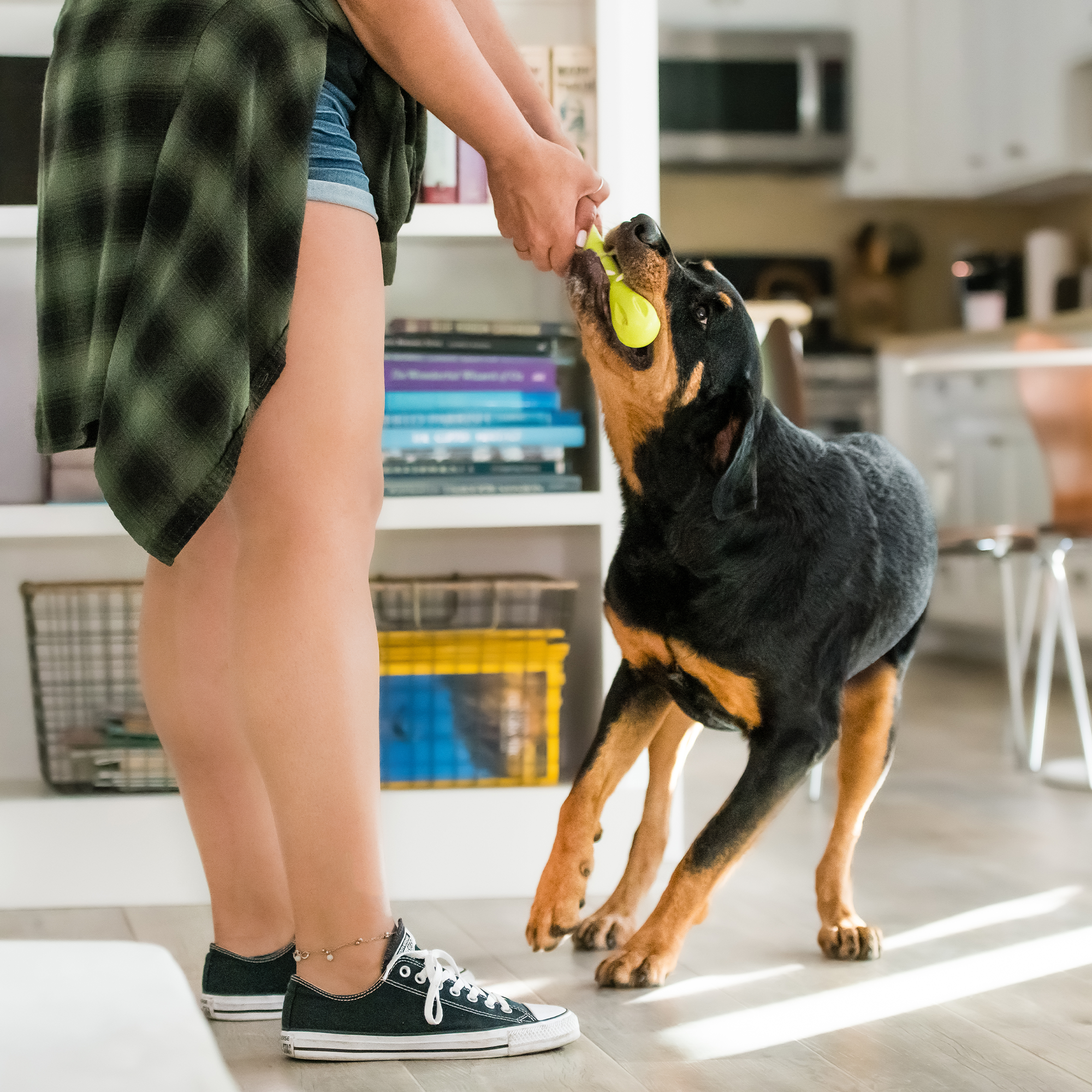 Hurley Fetch Dog Toy