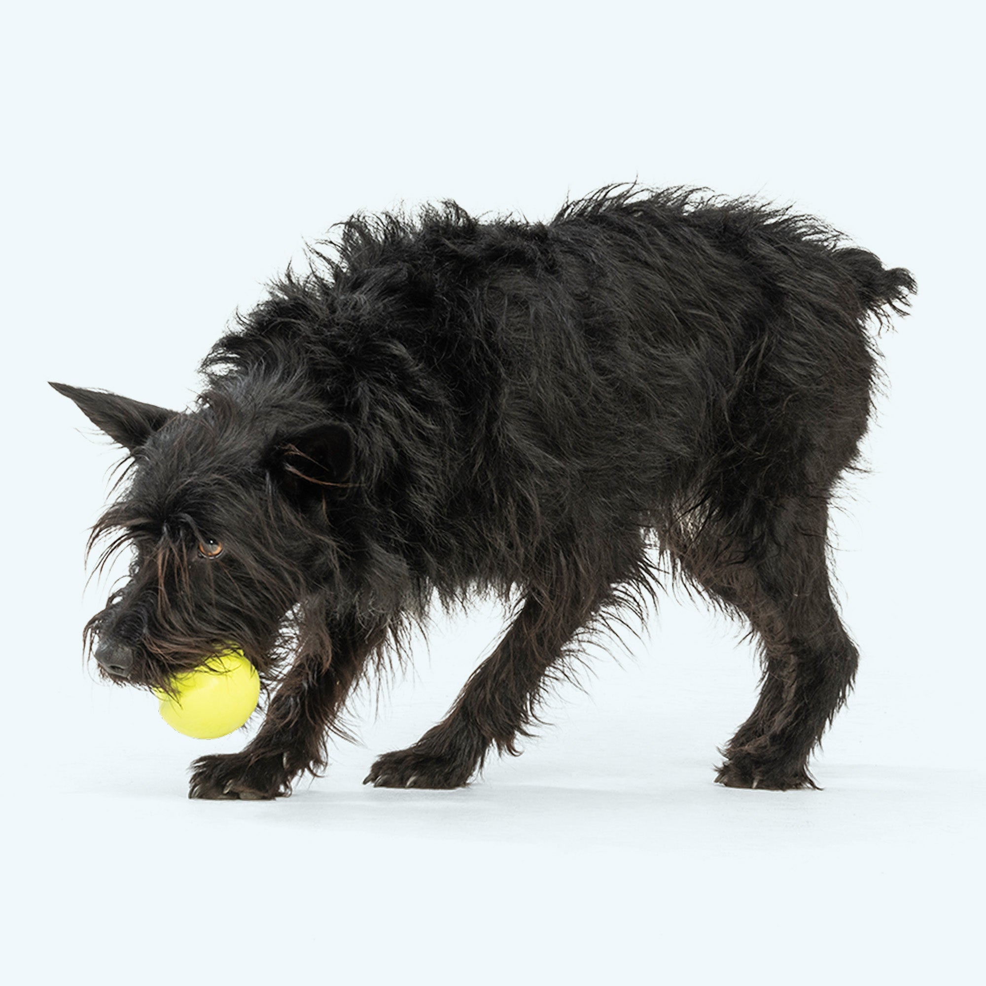Jive Dog Chew Toy