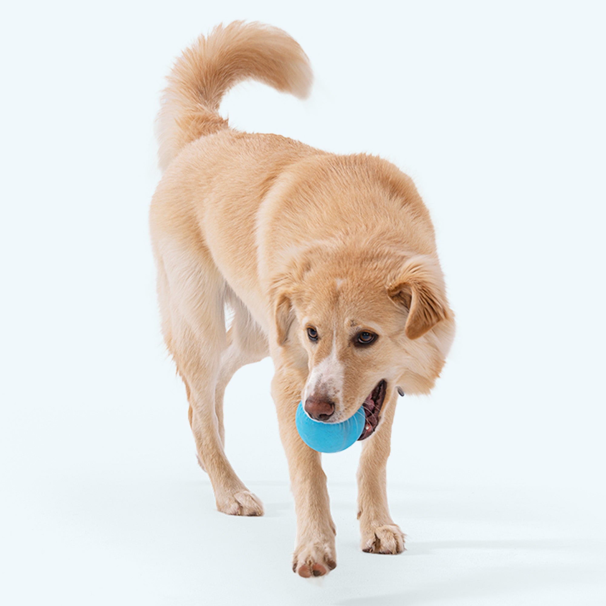 Jive Dog Chew Toy