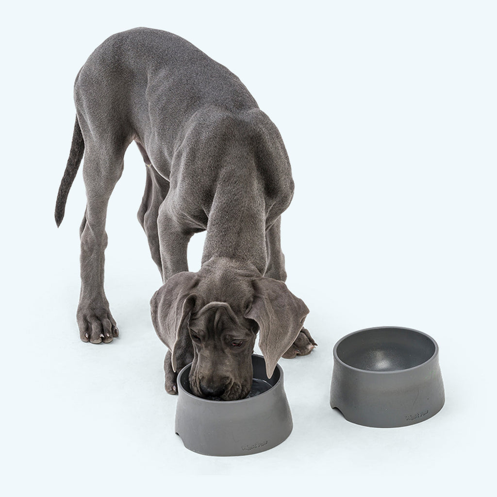 Non-Slip Dog Bowl