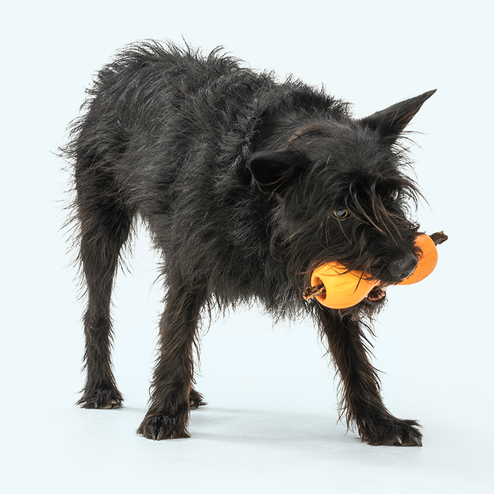 Qwizl Treat Dispensing Dog Toy