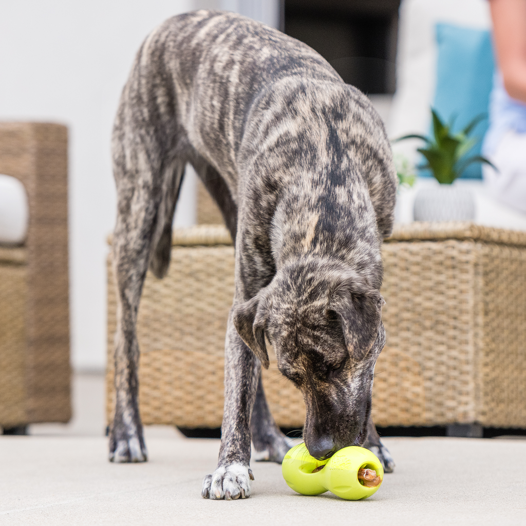 Qwizl Treat Dispensing Dog Toy
