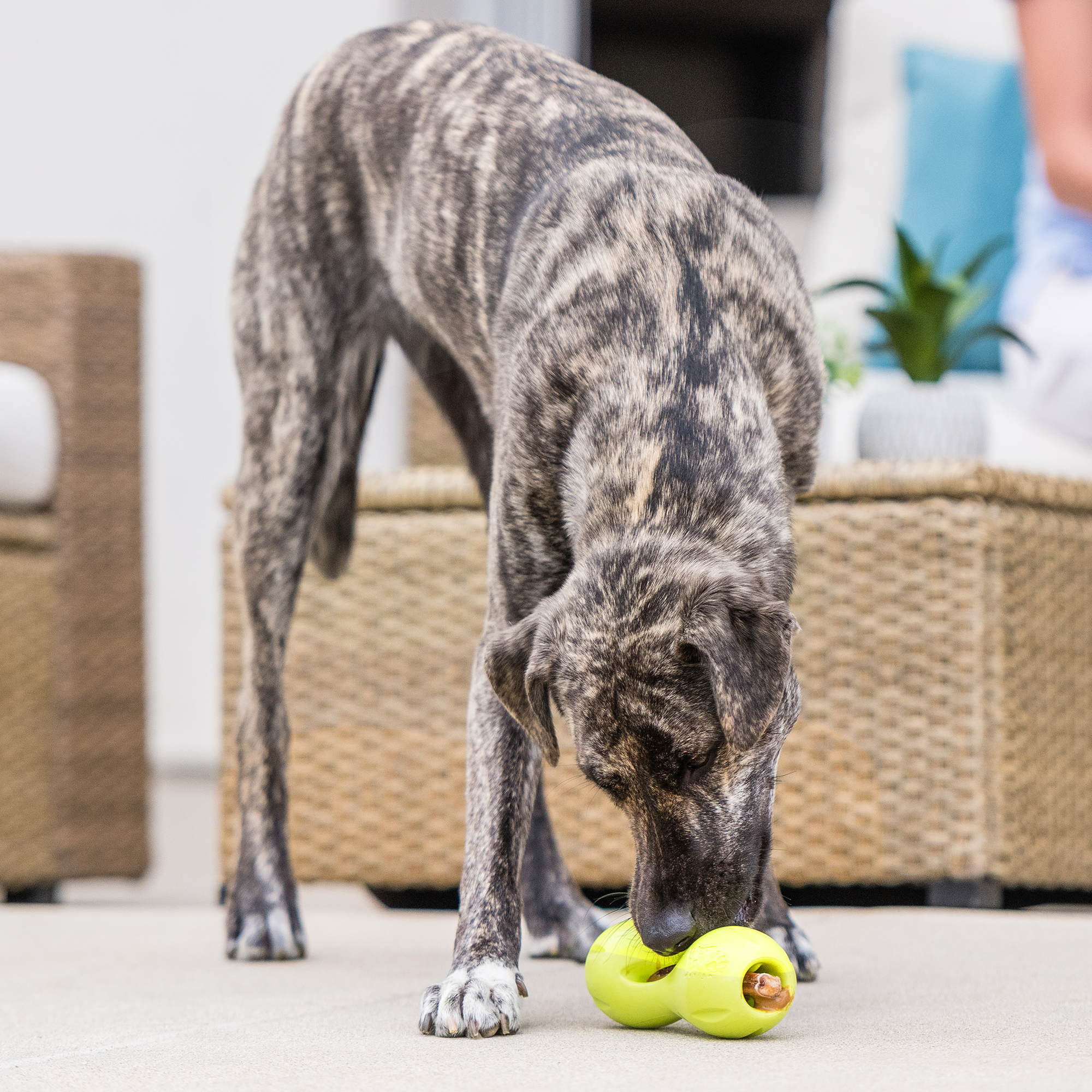 Qwizl Treat Dispensing Dog Toy