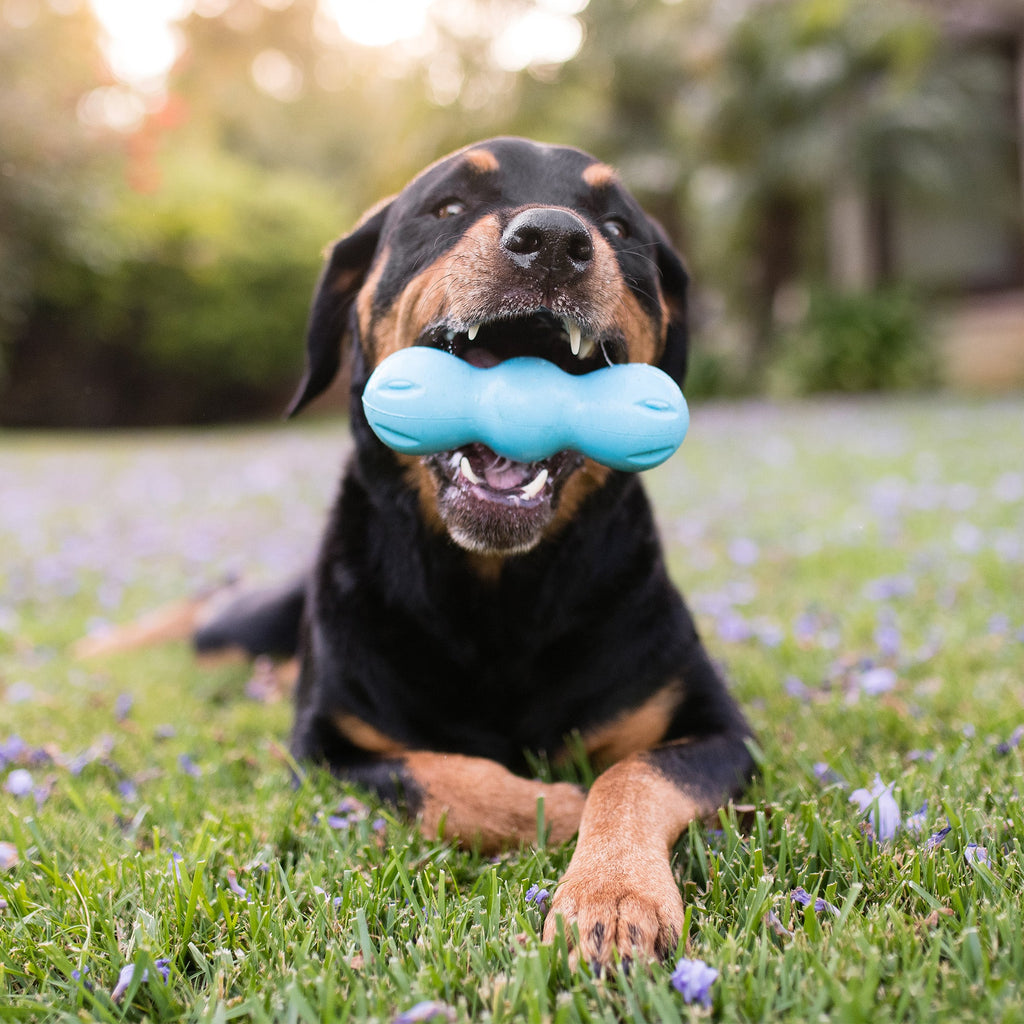 Rumpus Fetch Dog Toy