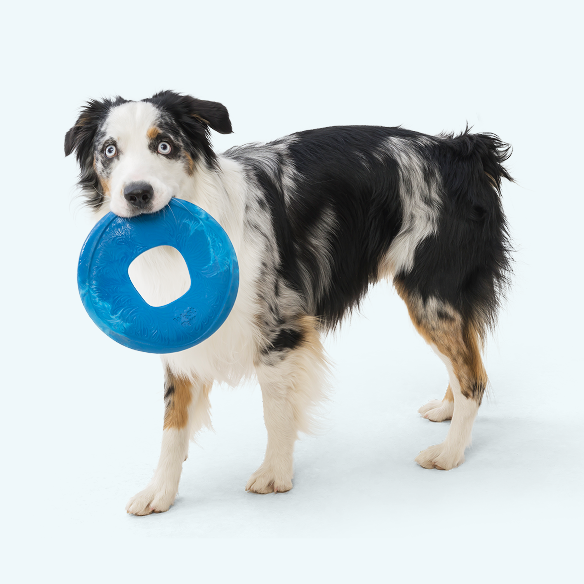 Sailz Flying Disc Dog Toy