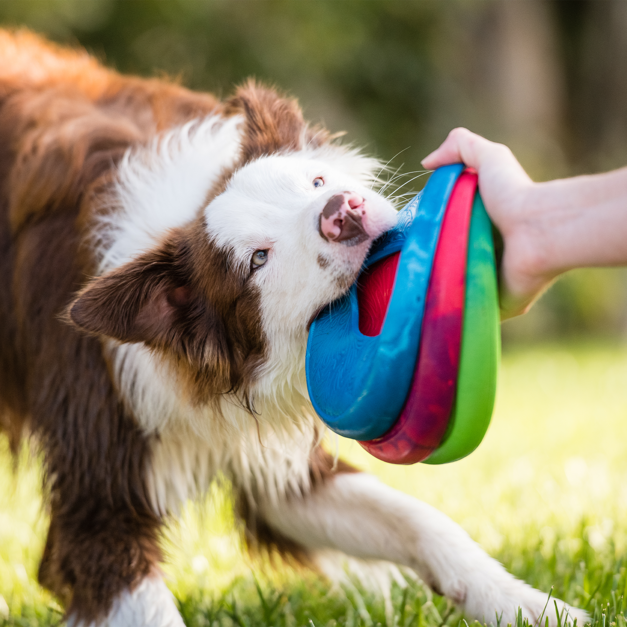 Sailz Flying Disc Dog Toy