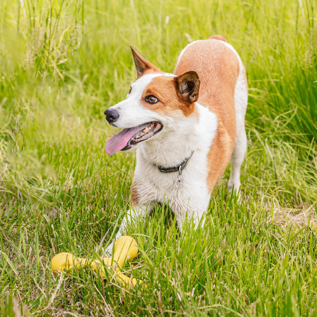 Skamp Tug Dog Toy